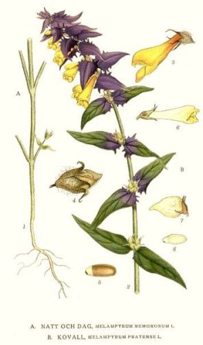 Cow-Wheat - Melampyrum pratense - Марьянник луговой